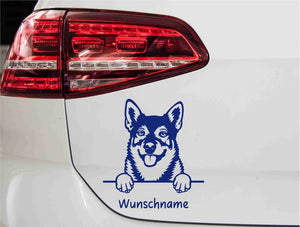 swedishvallhund-vaestgoetaspets-hund-mit-wunschname-blau